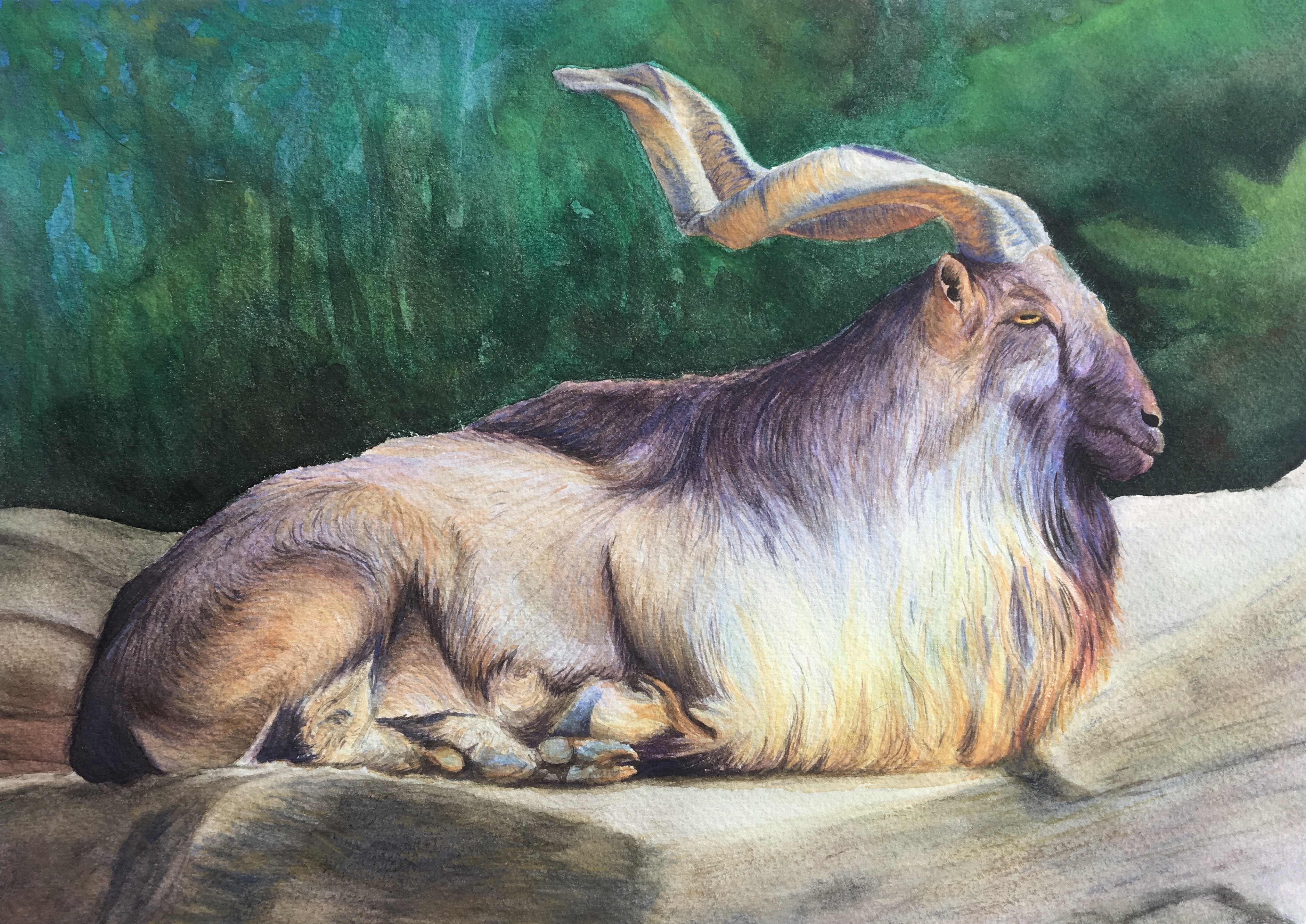 Markhor Goat